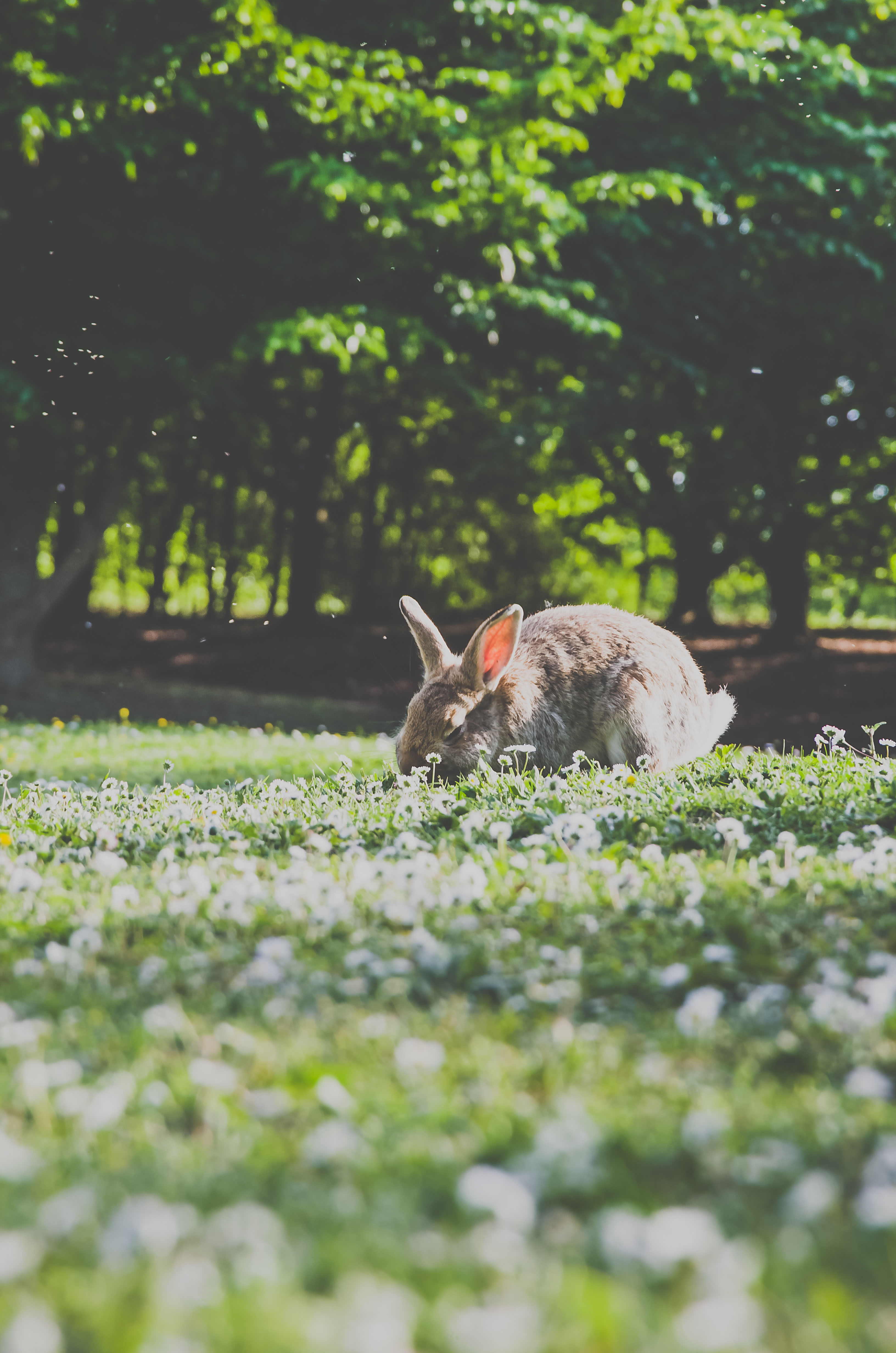 Rabbit using litter box