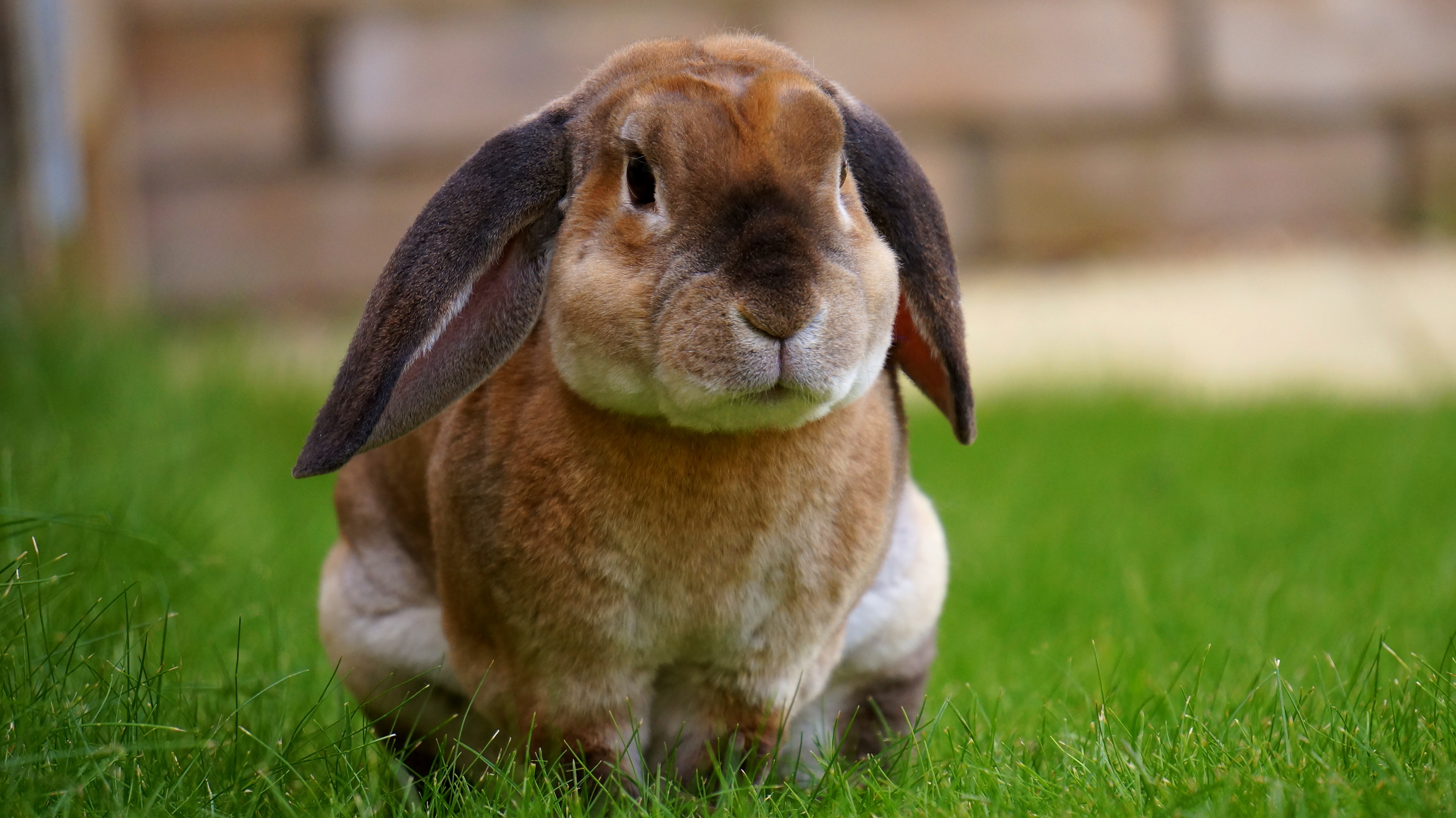 Rabbit Dental Health: Prevention and Early Detection