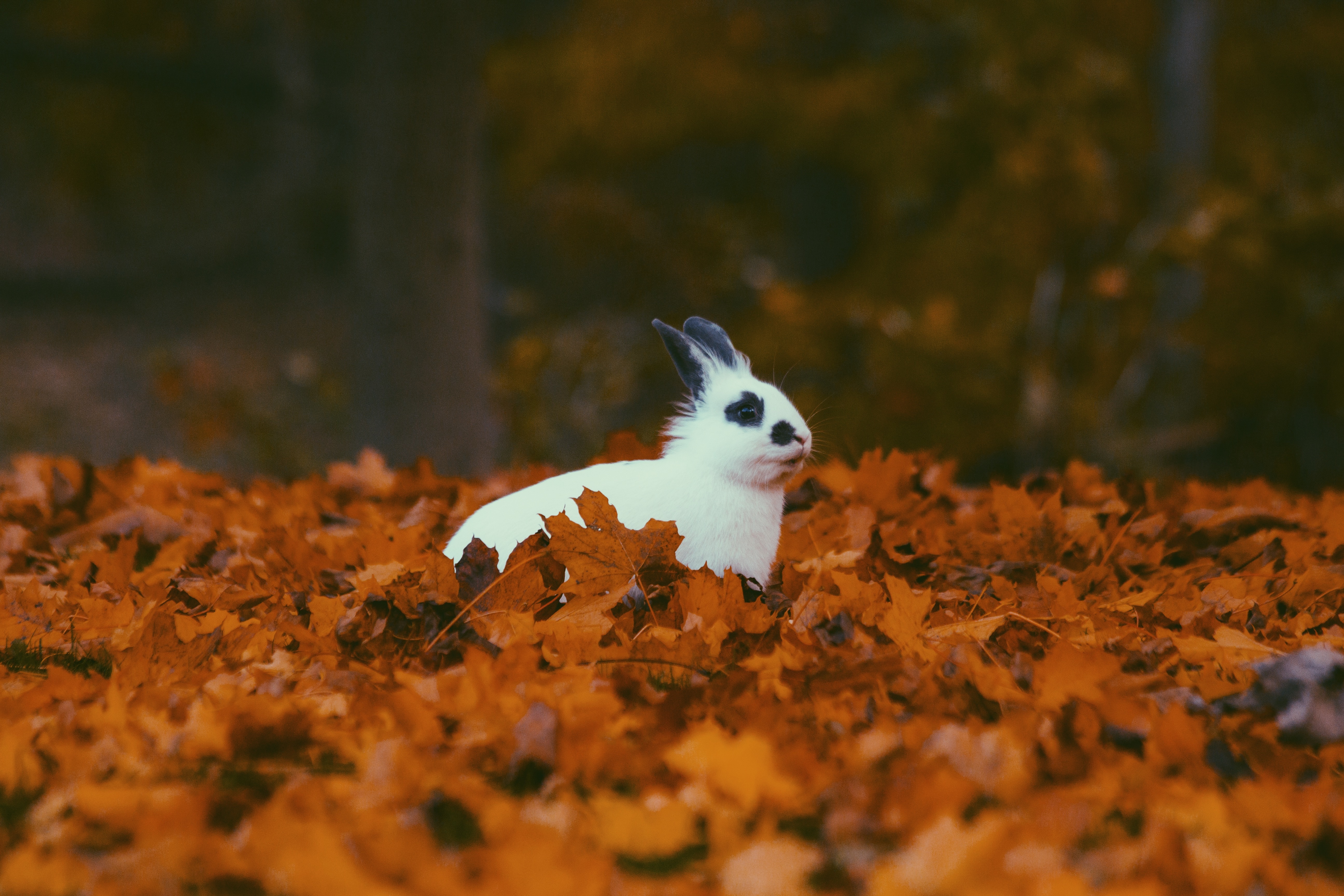 Positive Reinforcement in Rabbit Training: Evidence-Based Methods