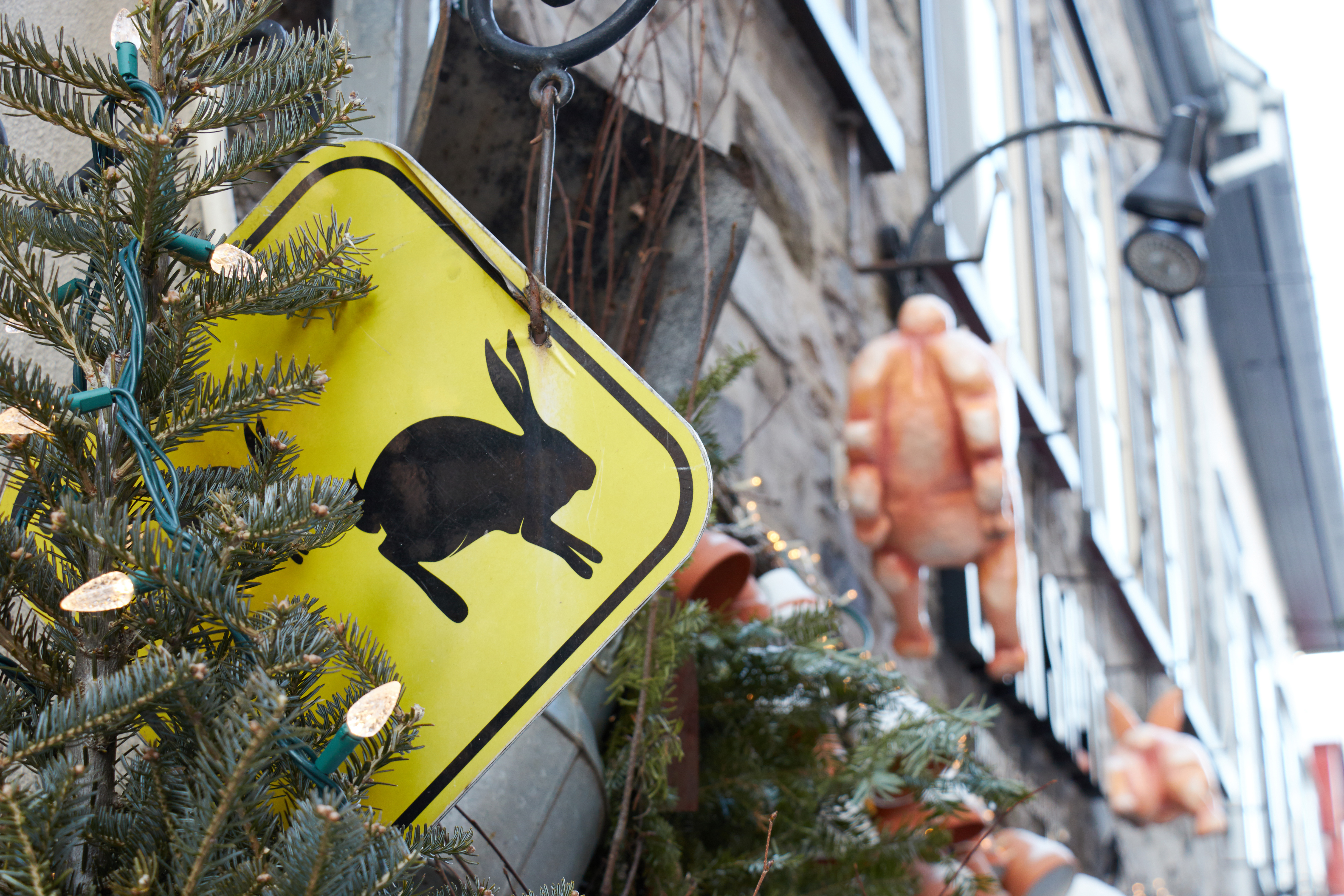 Indoor Vs Outdoor Rabbit Housing Making The Right Choice - Blog Image