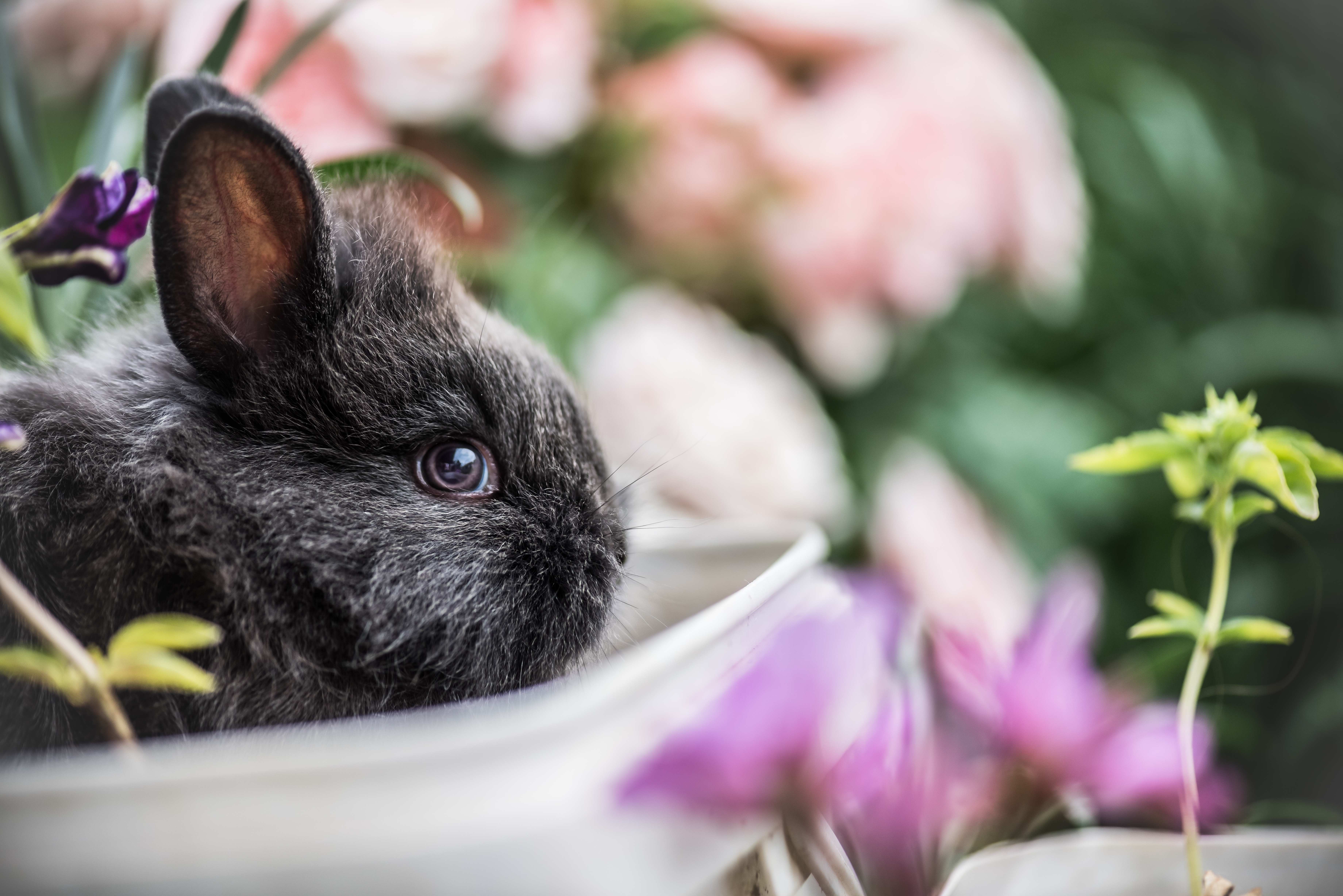 Teaching Your Rabbit to Come When Called: A Step-by-Step Guide