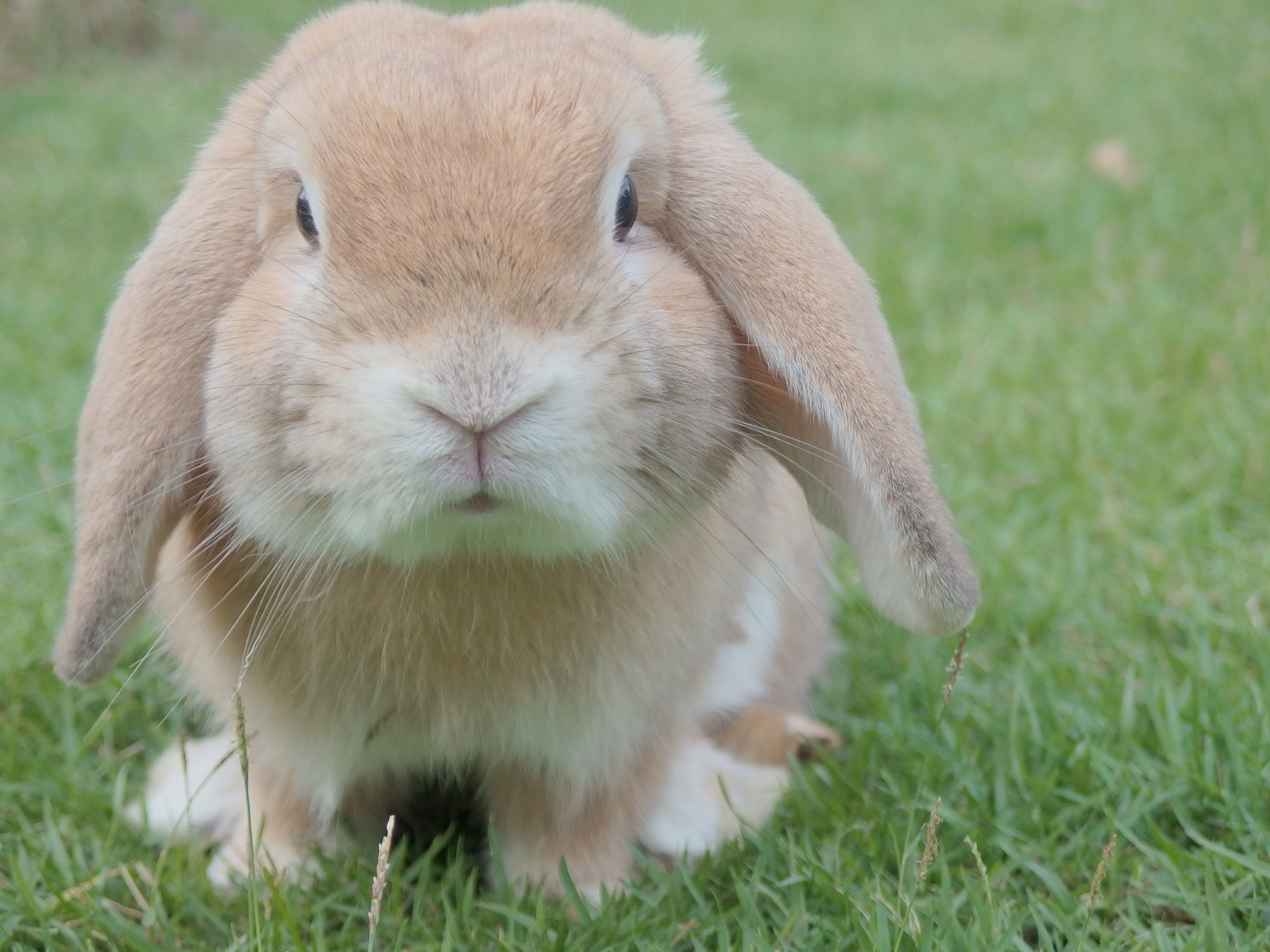 Bonding Multiple Rabbits: A Behavioral Approach
